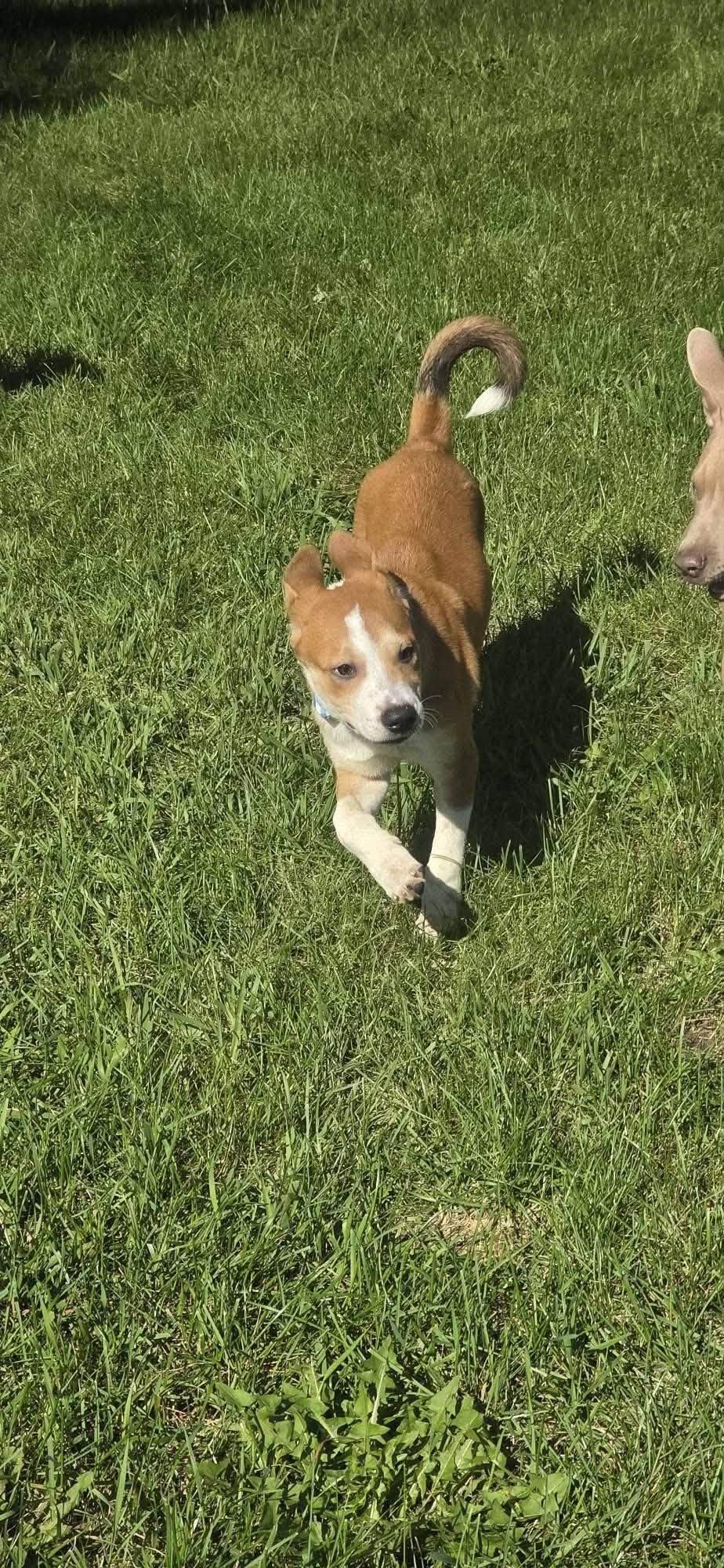 Enlarge Frank, a Adopted mixed breed in Clinton, WI image 6/6