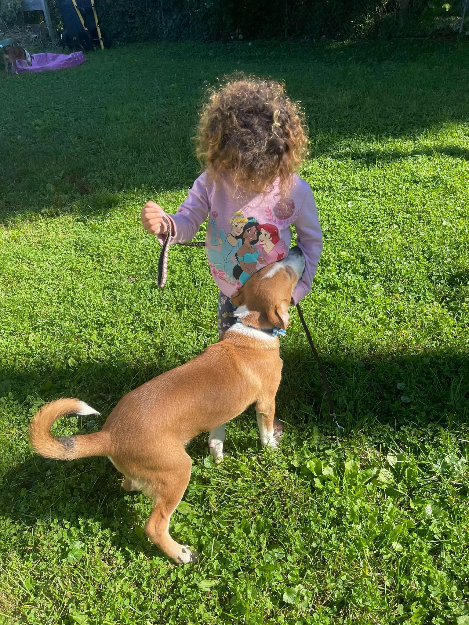 Enlarge Frank, a Adopted mixed breed in Clinton, WI image 1/6