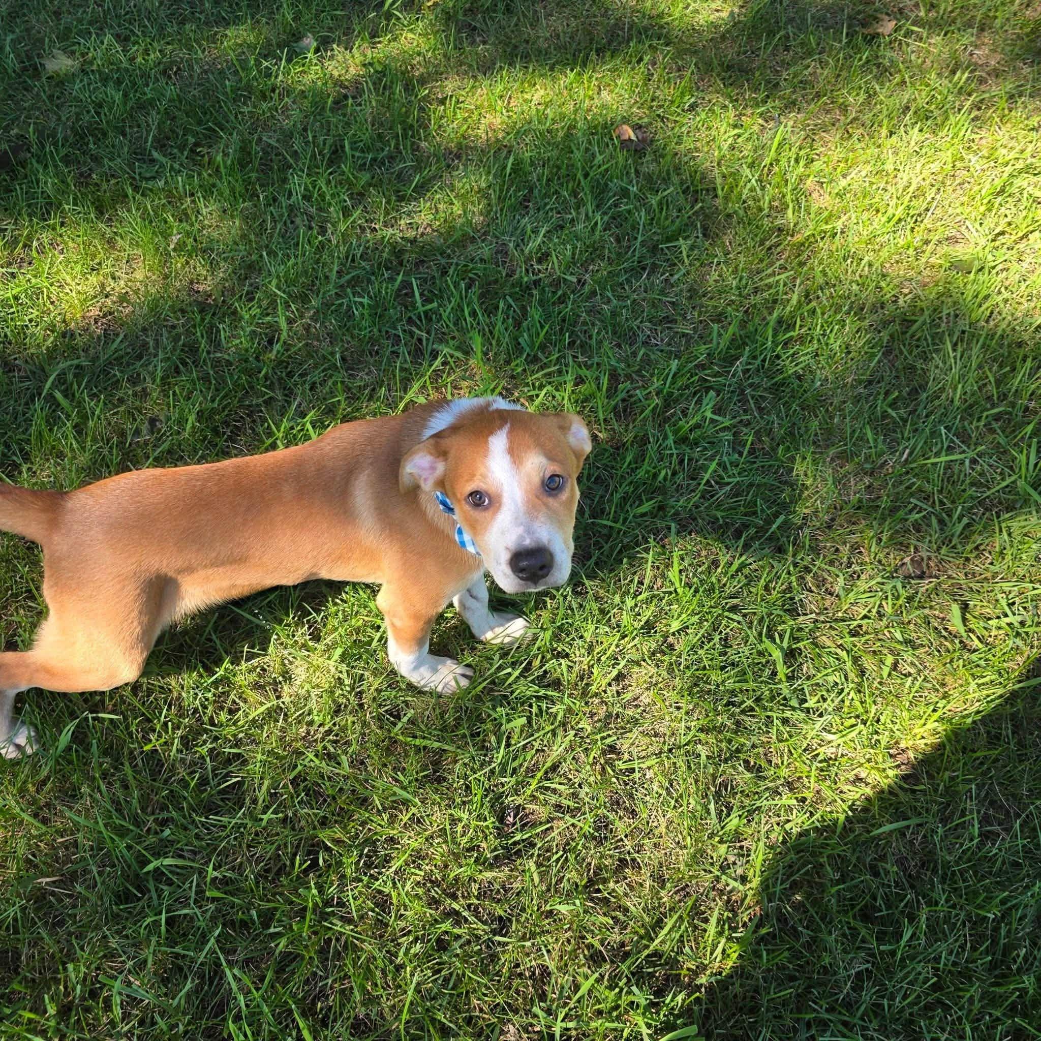 Enlarge Frank, a Adopted mixed breed in Clinton, WI image 2/6