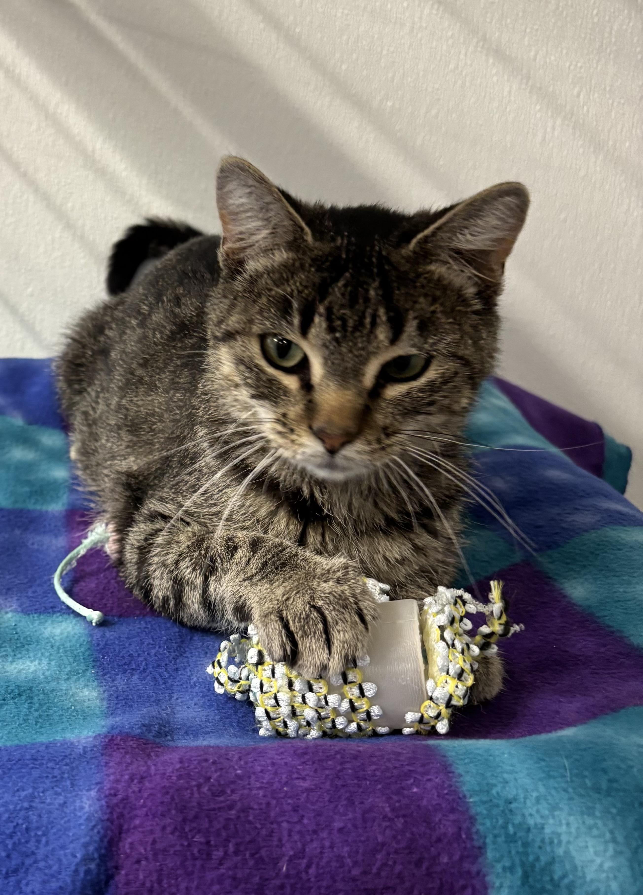 Enlarge River, a Adoptable Domestic Short Hair in Torrington, WY image 2/4