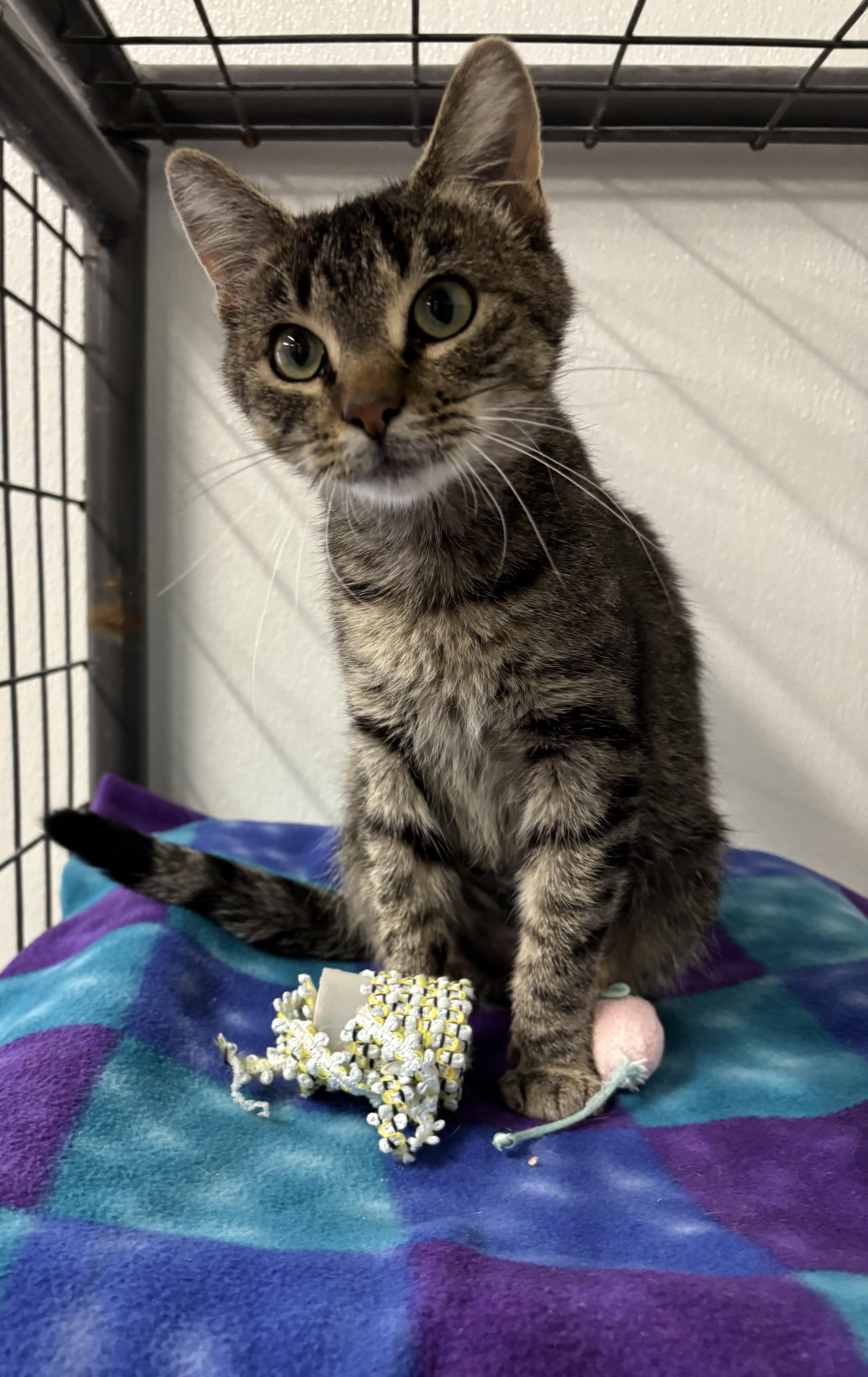 River, Adoptable, Young Female Domestic Short Hair.