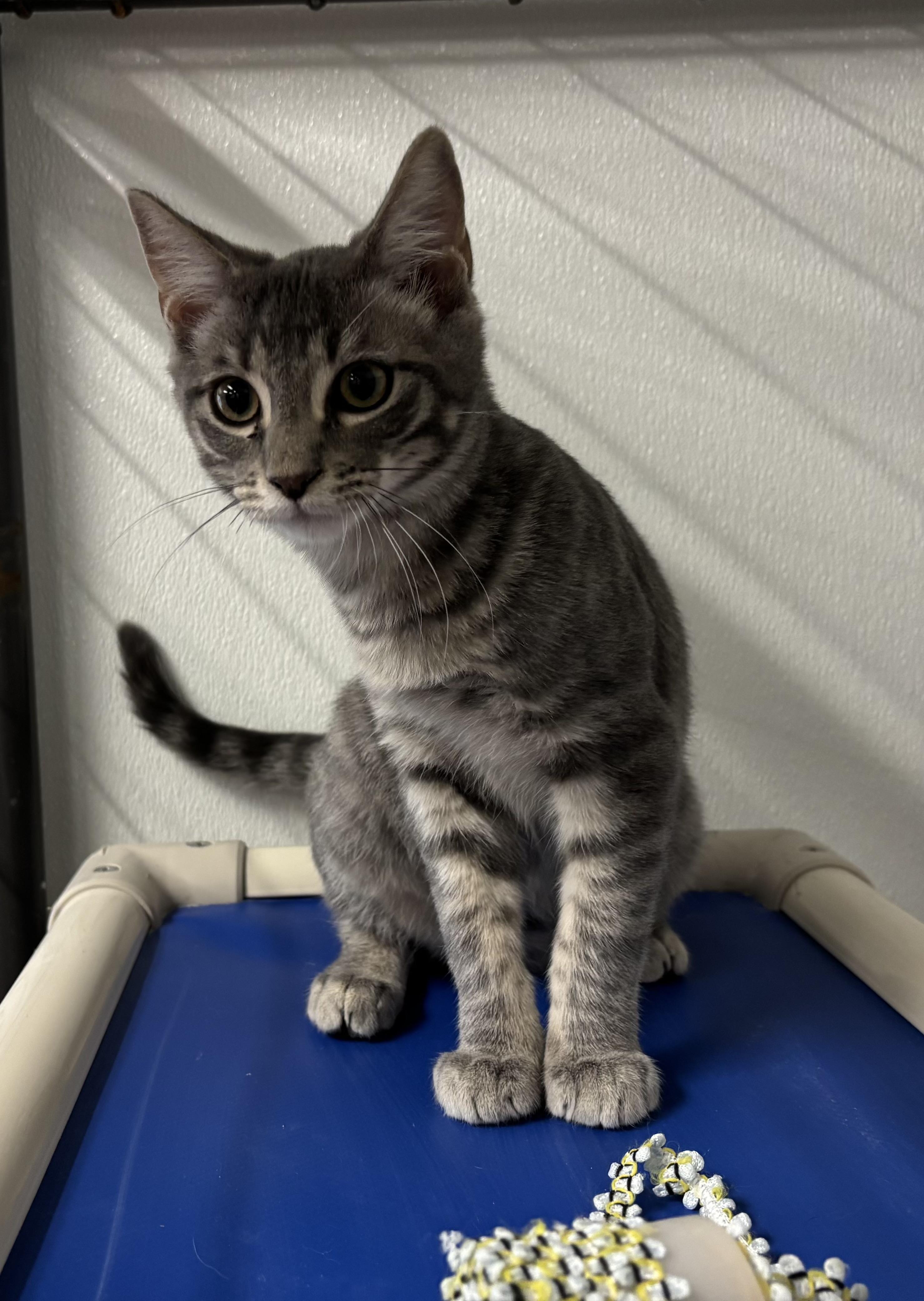 Enlarge River, a Adoptable Domestic Short Hair in Torrington, WY image 3/4