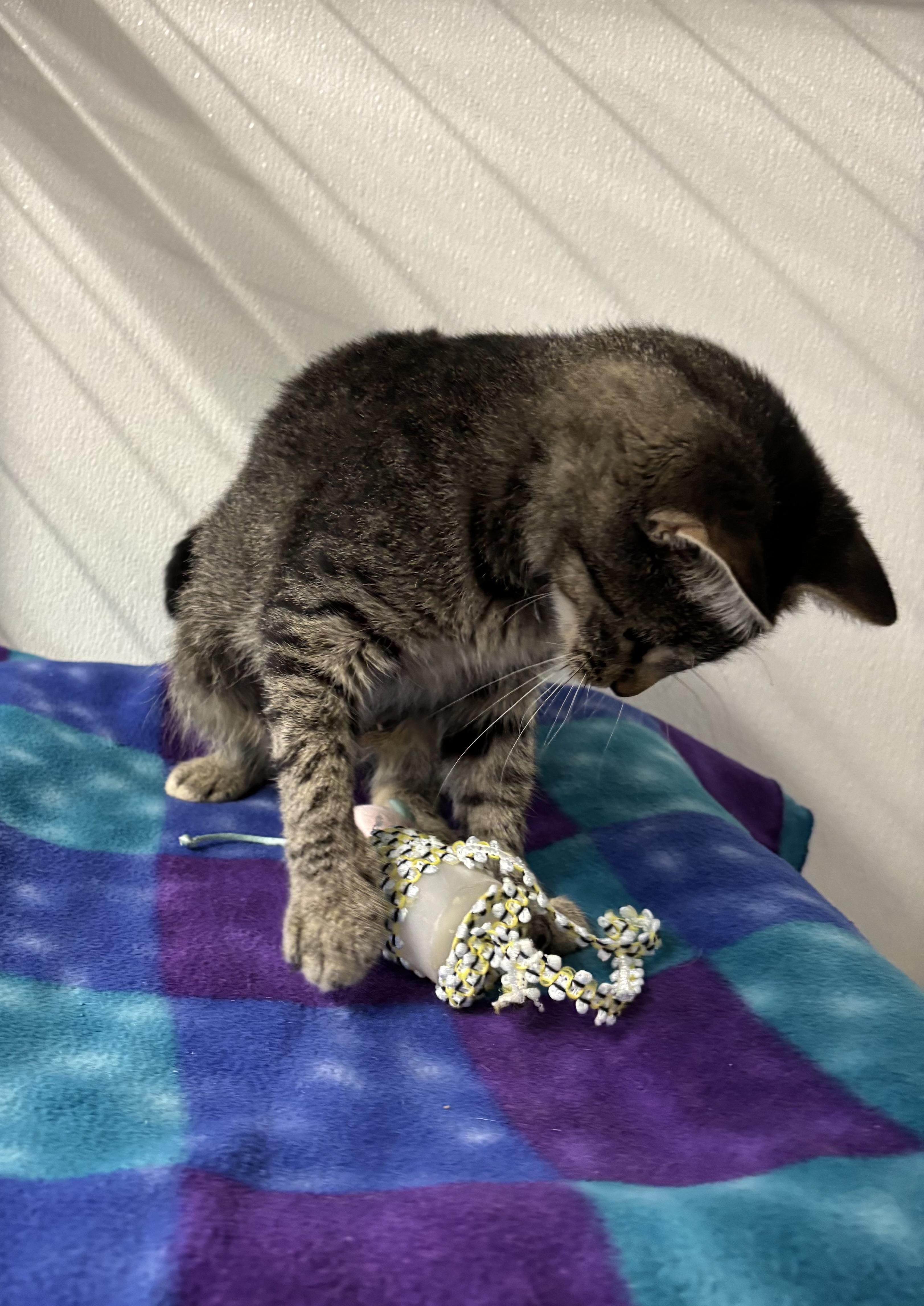Enlarge River, a Adoptable Domestic Short Hair in Torrington, WY image 4/4