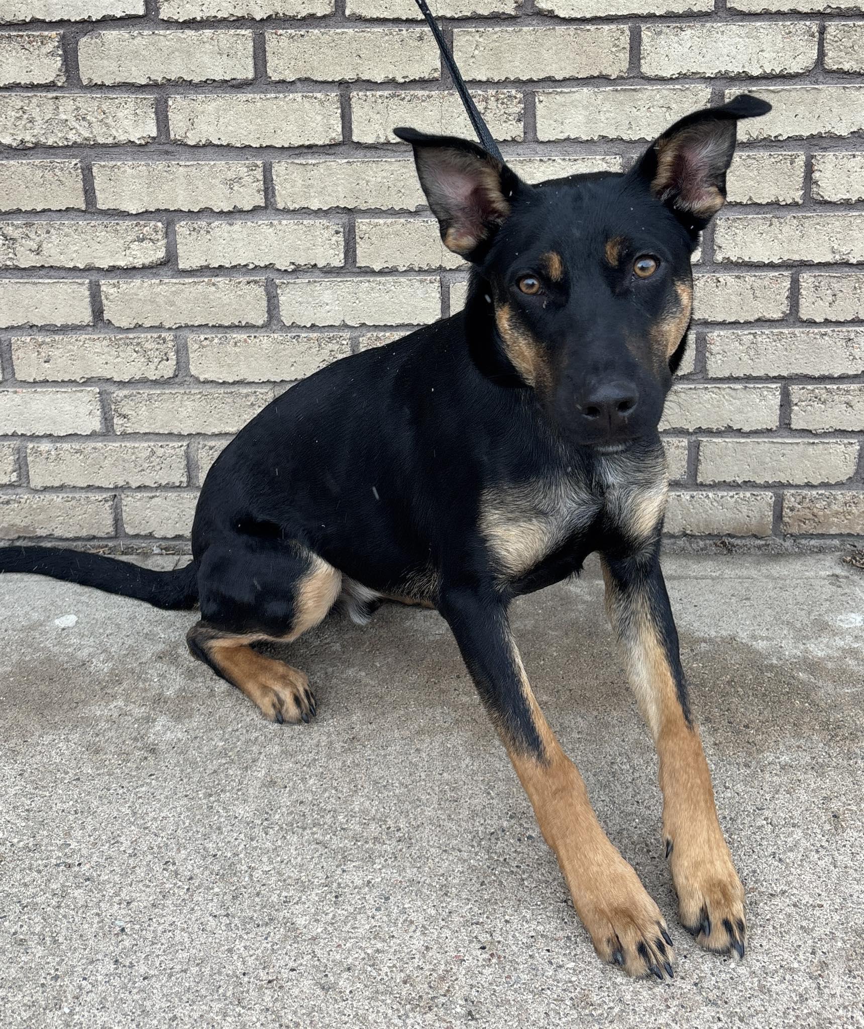 Enlarge Toby, a ADOPTABLE mixed breed in Columbus, NE image 1/1