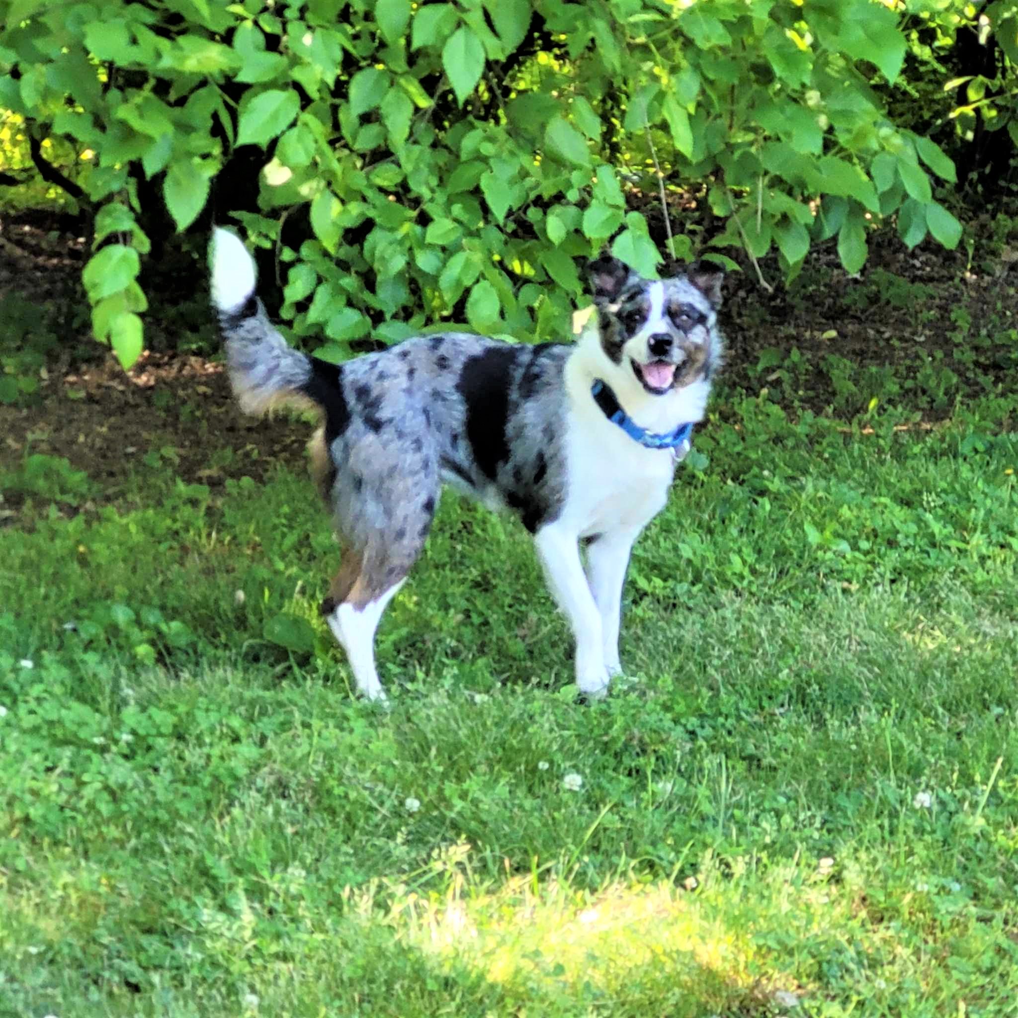 Tommy, a Adoptable mixed breed in Hermitage, TN image 2/3