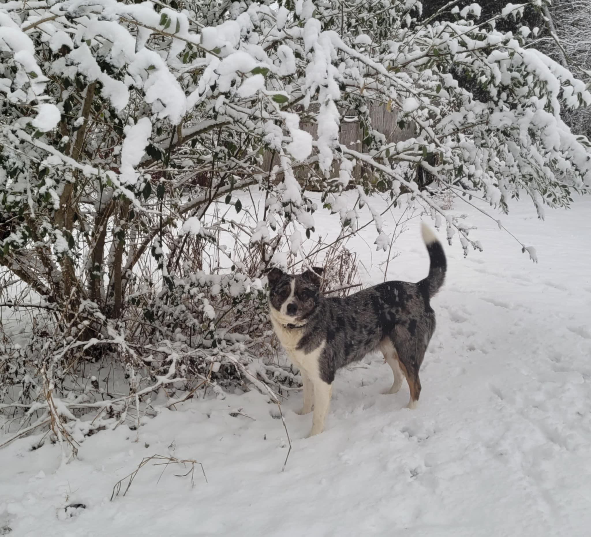 Tommy, Adoptable, Adult Male Australian Shepherd & Border Collie.