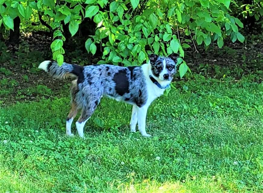 Tommy, a Adoptable mixed breed in Hermitage, TN image 3/3