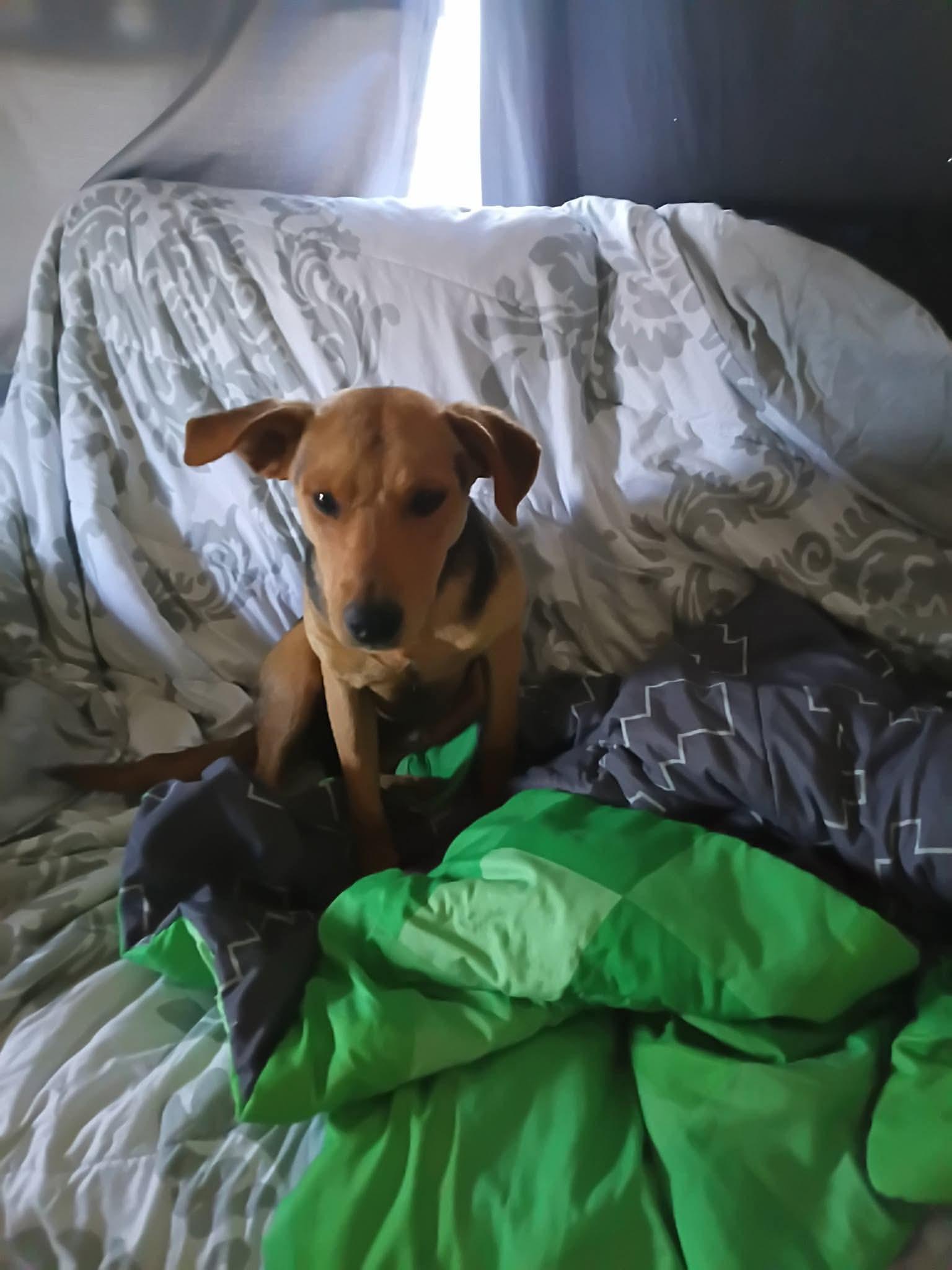 Enlarge Yoshi, a ADOPTABLE mixed breed in Boise, ID image 2/3