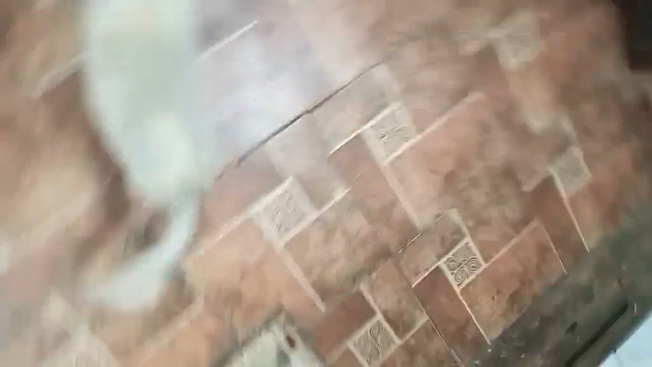 Enlarge Yoshi, a ADOPTABLE mixed breed in Boise, ID video 3/3