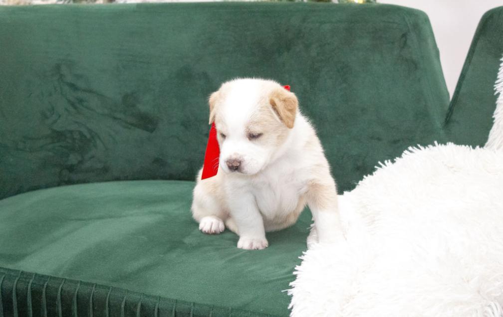 Peanut, ADOPTABLE, Puppy Male Labrador Retriever.