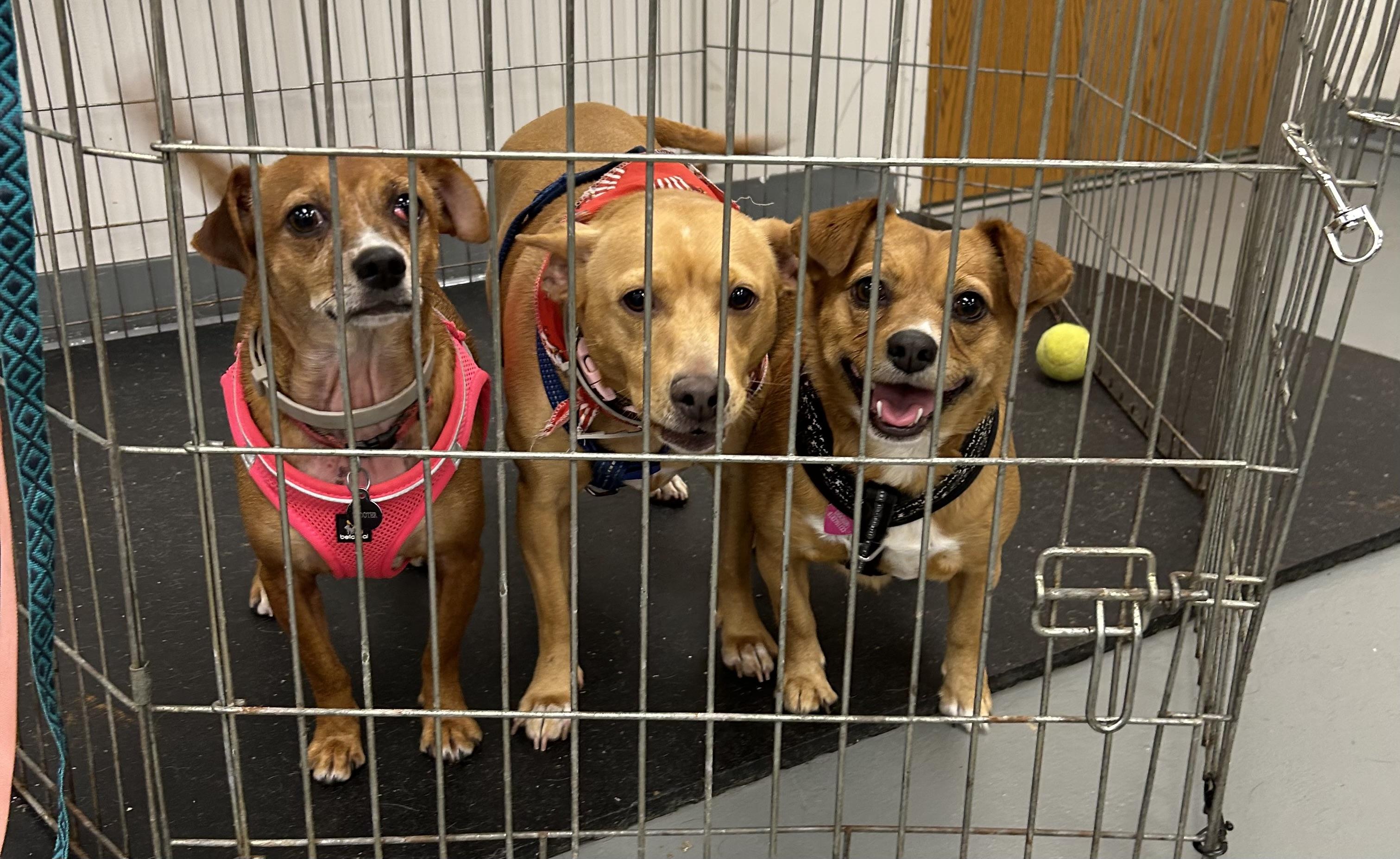 Enlarge Scooter, a Adoptable mixed breed in Paris, TX image 5/6