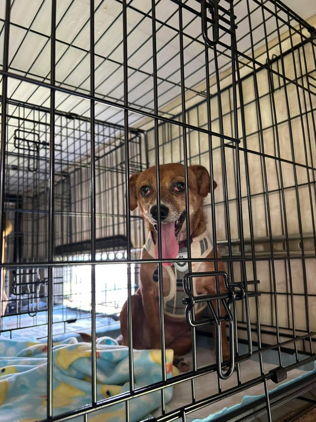 Enlarge Scooter, a Adoptable mixed breed in Paris, TX image 3/6