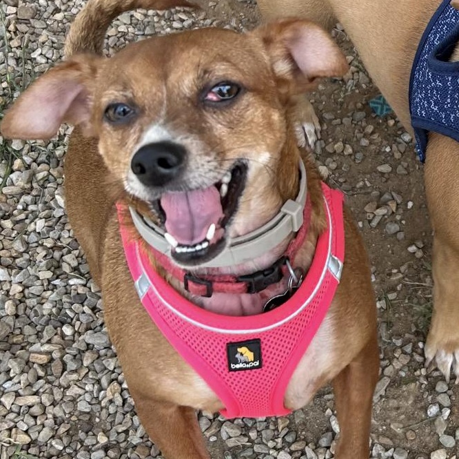 Scooter, Adoptable, Adult Male Chihuahua.