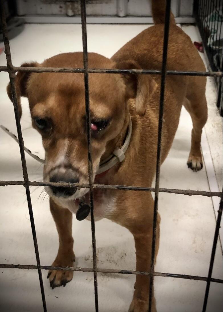 Enlarge Scooter, a Adoptable mixed breed in Paris, TX image 6/6