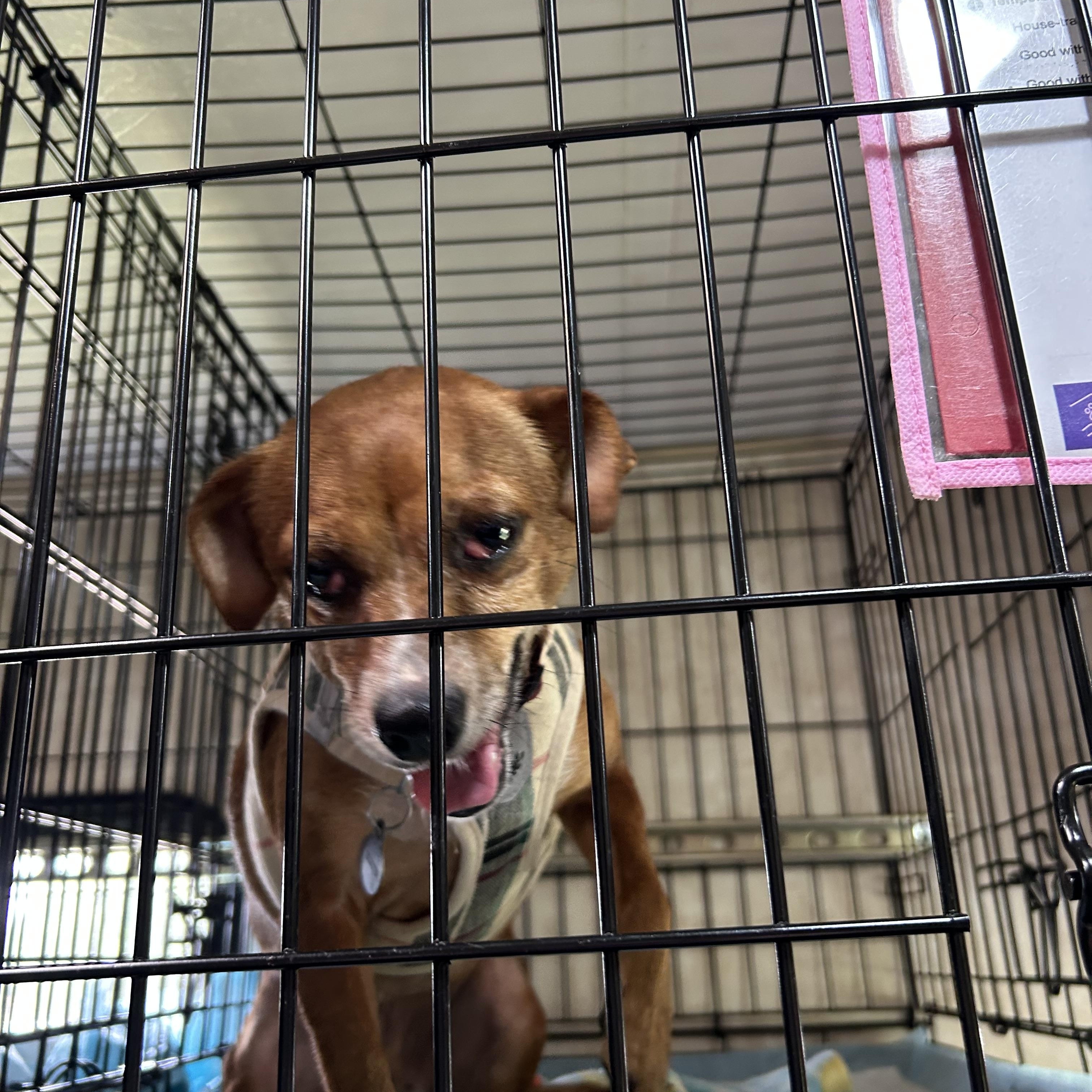 Enlarge Scooter, a Adoptable mixed breed in Paris, TX image 4/6