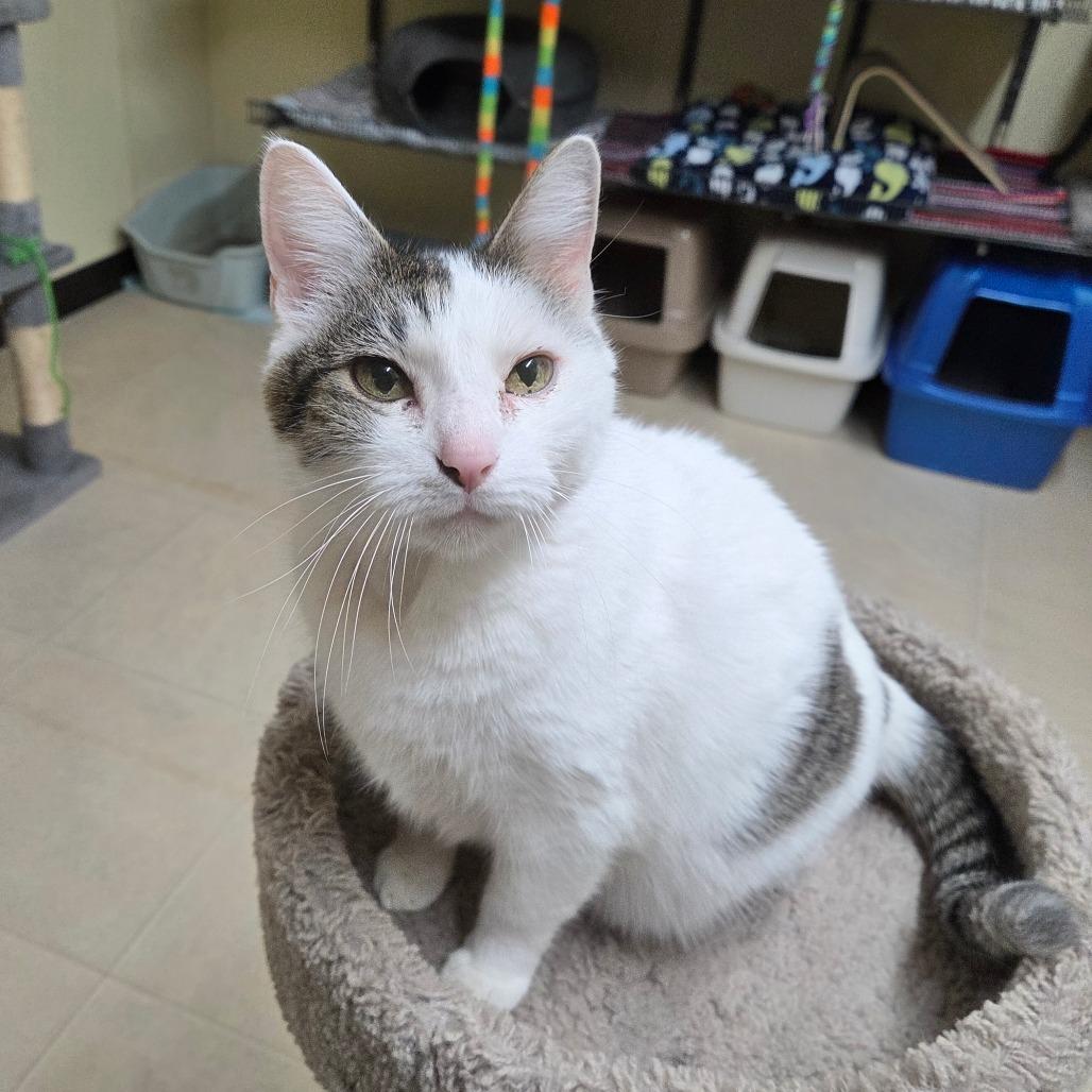 Enlarge Nutty Buddy, a Adoptable Domestic Short Hair in Pontiac, IL image 1/2