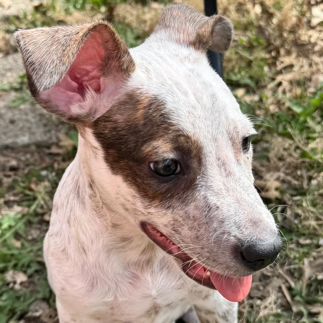 Enlarge Gonzo, a Adoptable mixed breed in Kansas City, MO image 1/6
