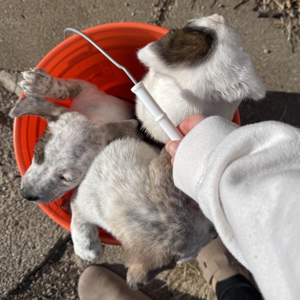 Enlarge Gonzo, a Adoptable mixed breed in Kansas City, MO image 2/6