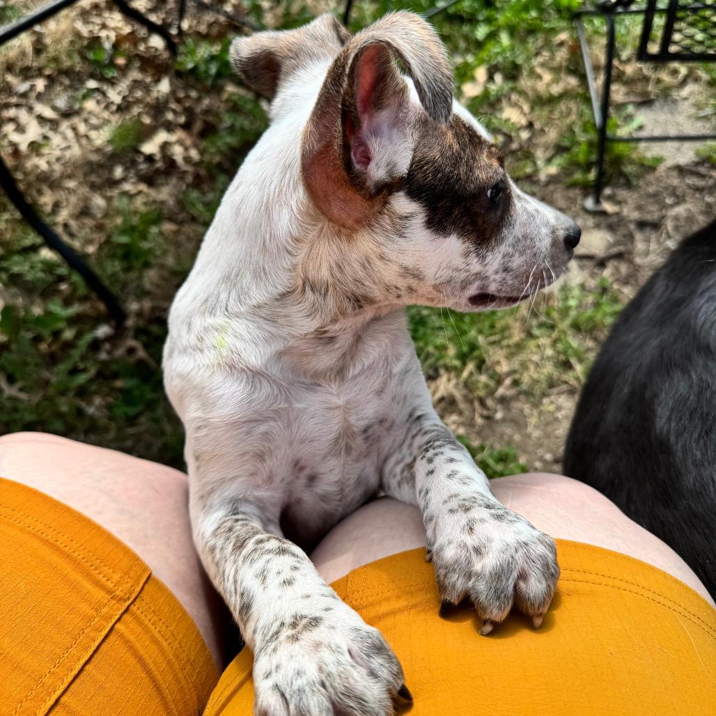 Enlarge Gonzo, a Adoptable mixed breed in Kansas City, MO image 3/6