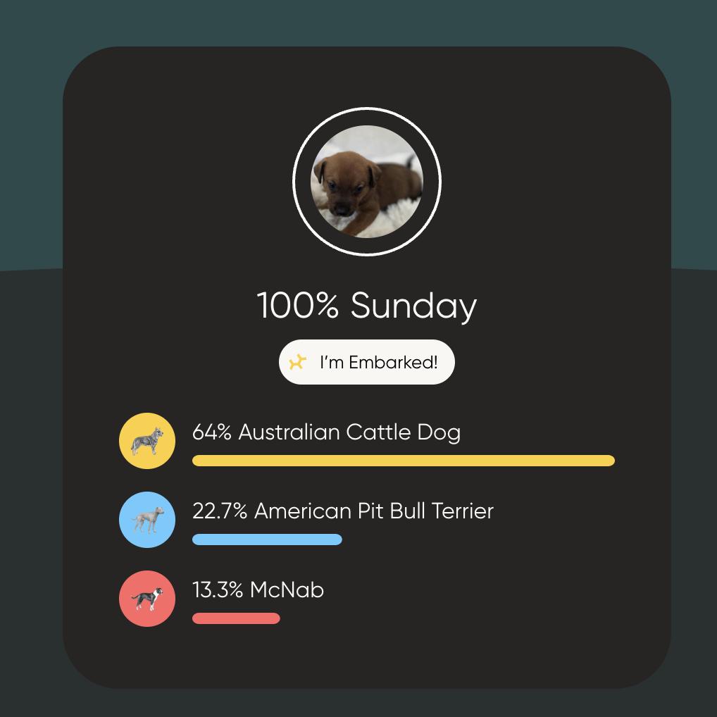Enlarge Gonzo, a Adoptable mixed breed in Kansas City, MO image 4/6