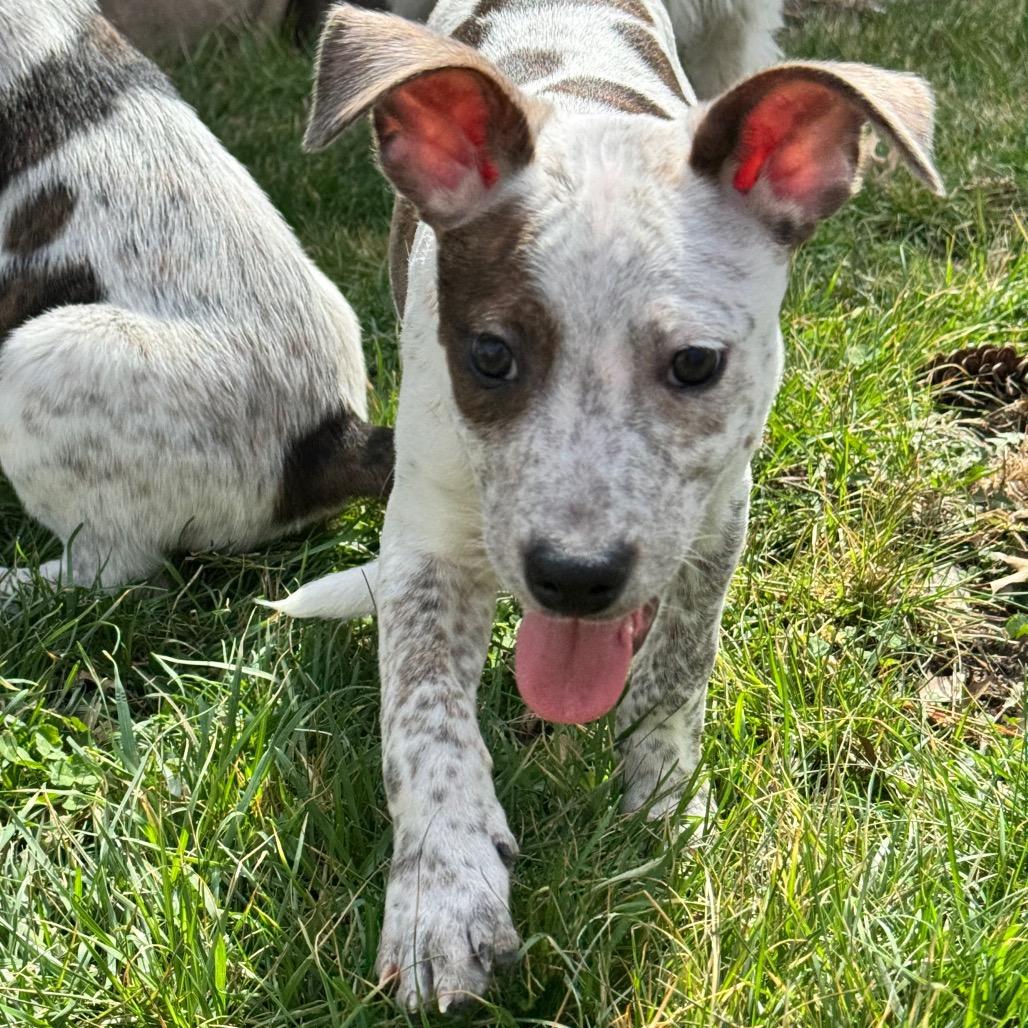 Enlarge Gonzo, a Adoptable mixed breed in Kansas City, MO image 5/6
