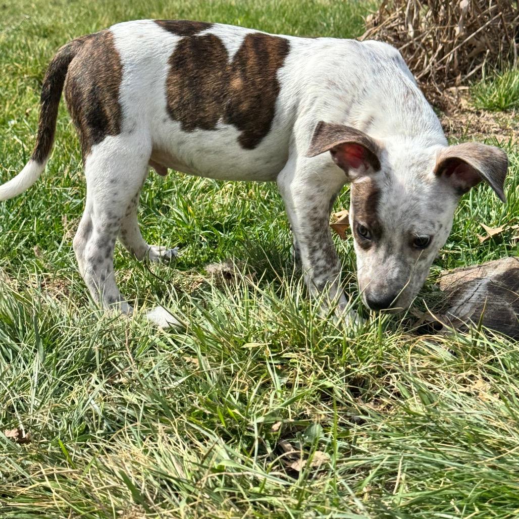 Enlarge Gonzo, a Adoptable mixed breed in Kansas City, MO image 6/6