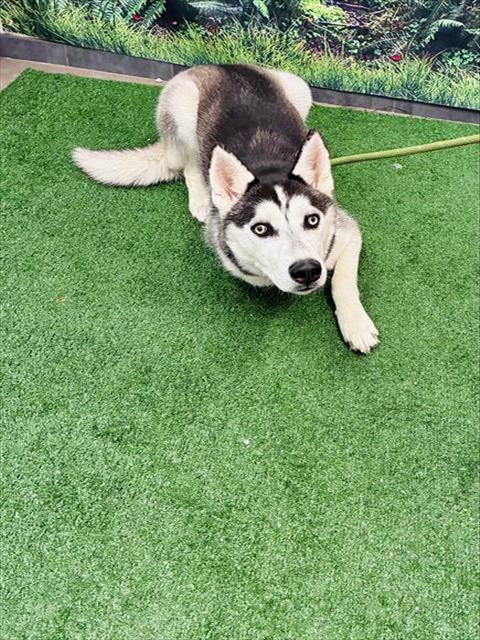 Enlarge SHAKIRA, a Adoptable Siberian Husky in Globe, AZ image 1/1