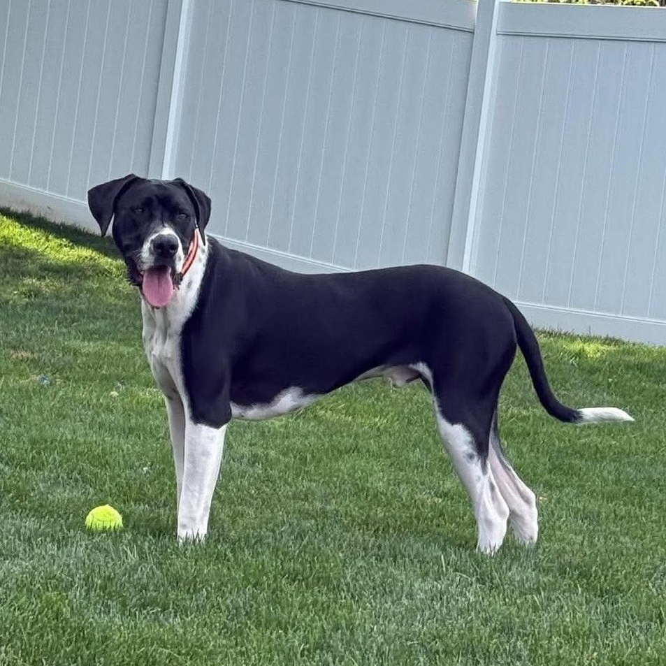Enlarge Rivers, a ADOPTABLE mixed breed in Bethlehem, PA image 3/5