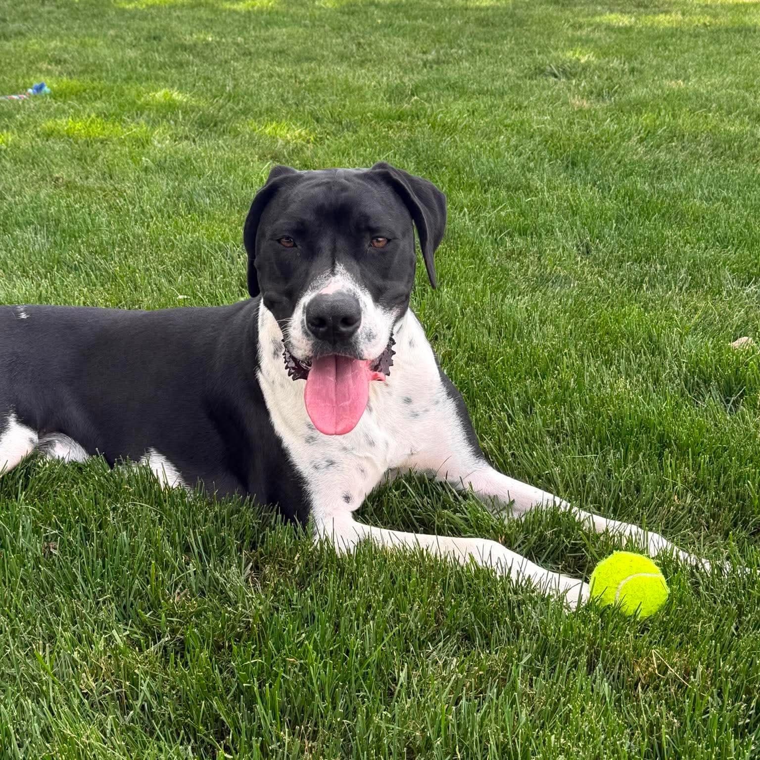 Enlarge Rivers, a ADOPTABLE mixed breed in Bethlehem, PA image 2/5