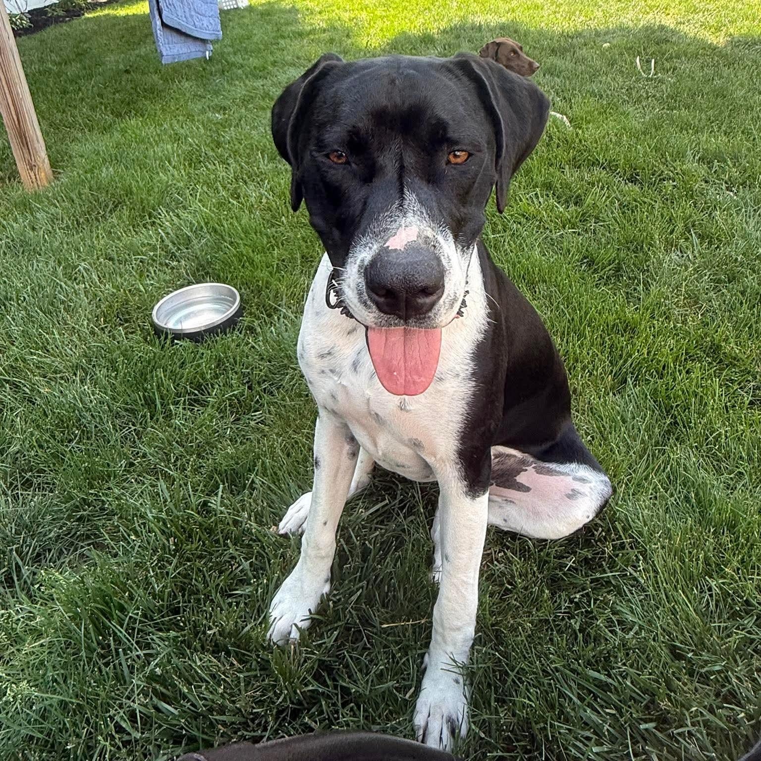 Rivers, ADOPTABLE, Young Male Great Dane & Hound.