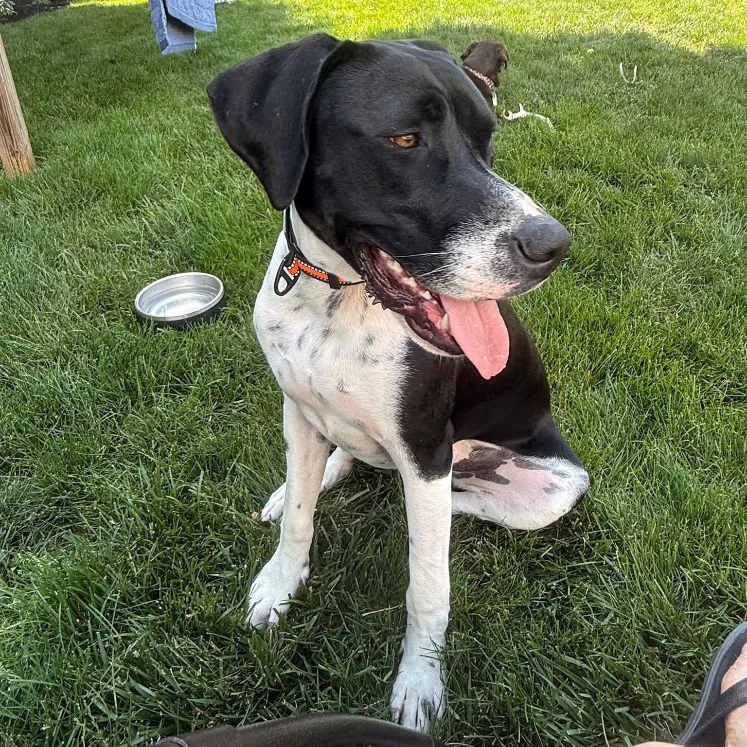 Enlarge Rivers, a ADOPTABLE mixed breed in Bethlehem, PA image 4/5
