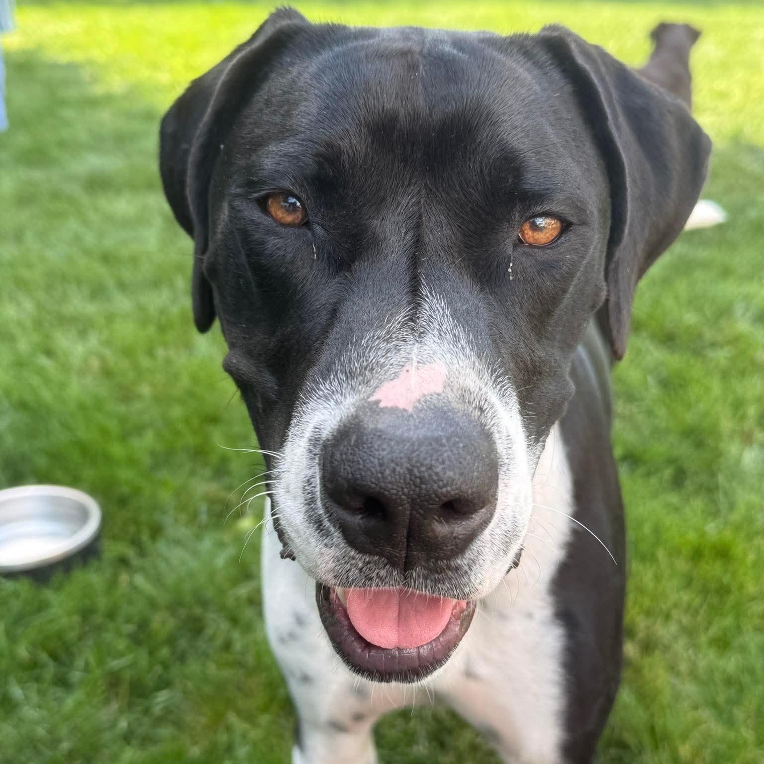 Enlarge Rivers, a ADOPTABLE mixed breed in Bethlehem, PA image 5/5