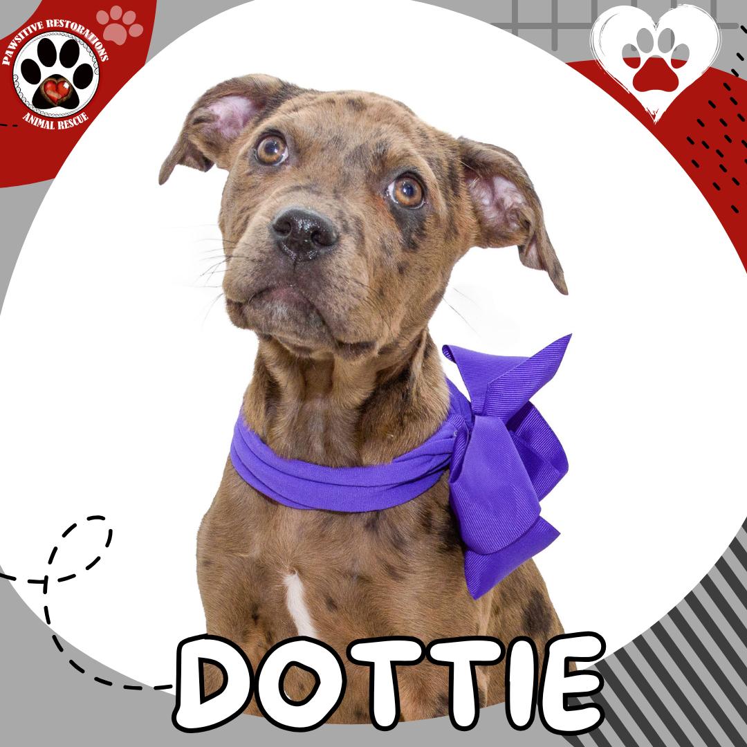 DOTTIE ❤️, Adoptable, Puppy Female Catahoula Leopard Dog & Labrador Retriever.