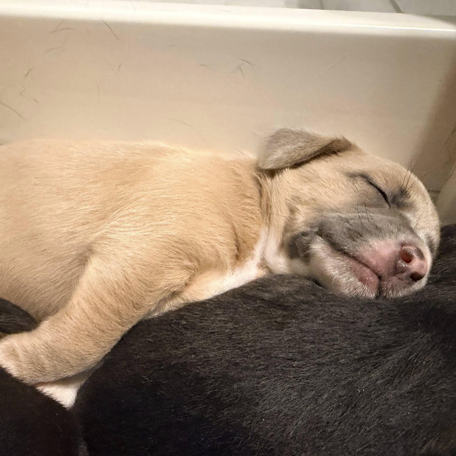 Garbanzo Bean — thumbnail 2