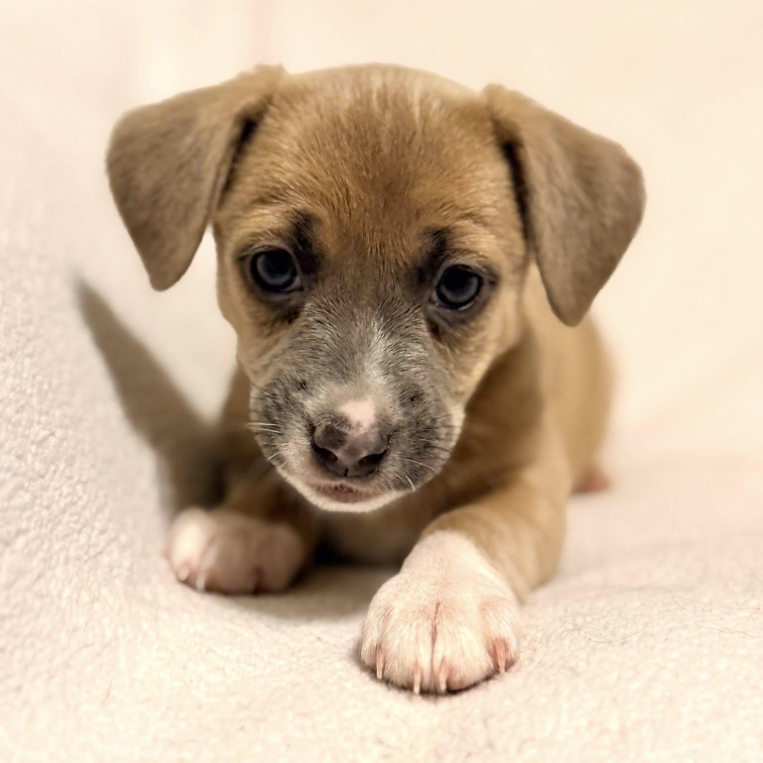 Garbanzo Bean — thumbnail 3