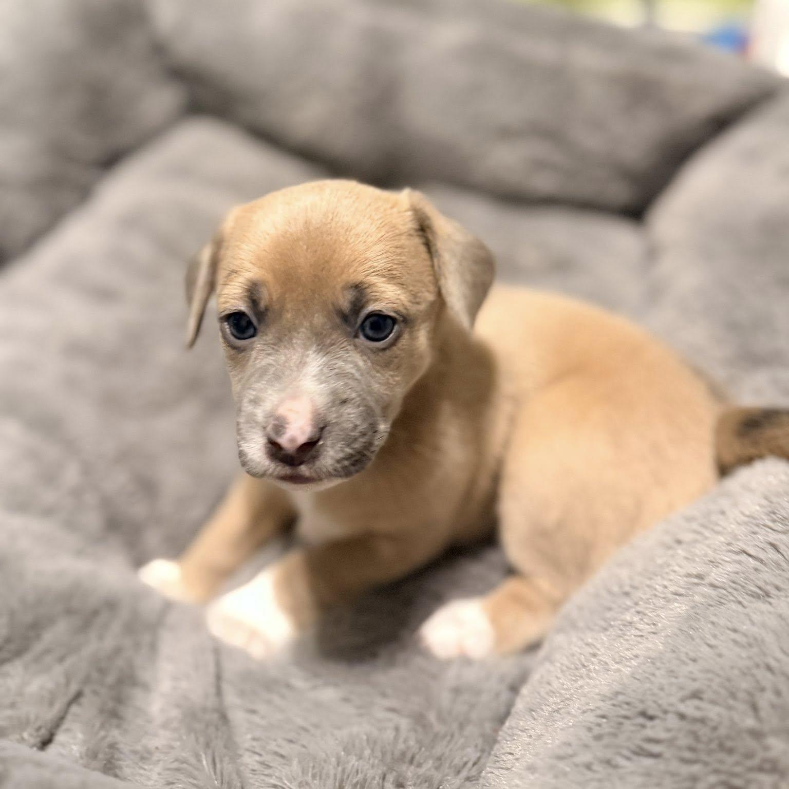 Garbanzo Bean — thumbnail 4