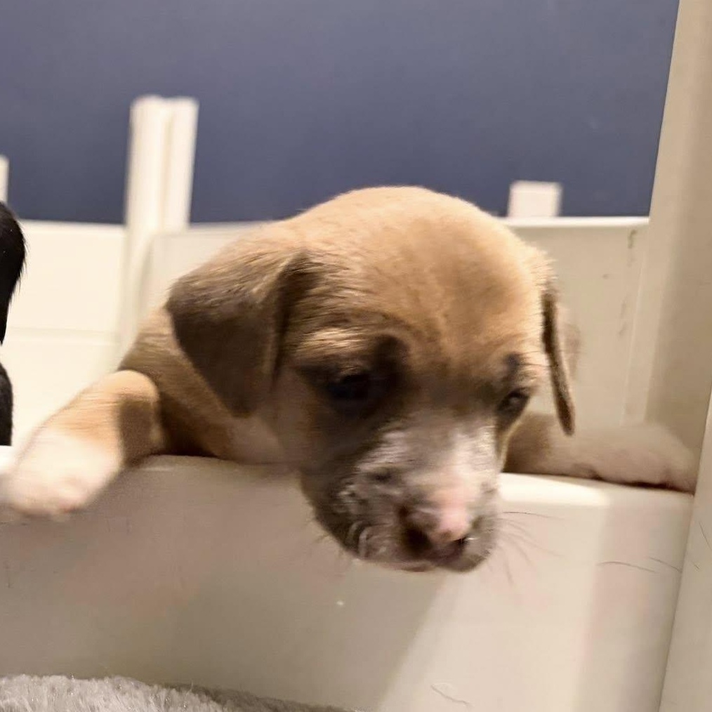 Garbanzo Bean — thumbnail 5