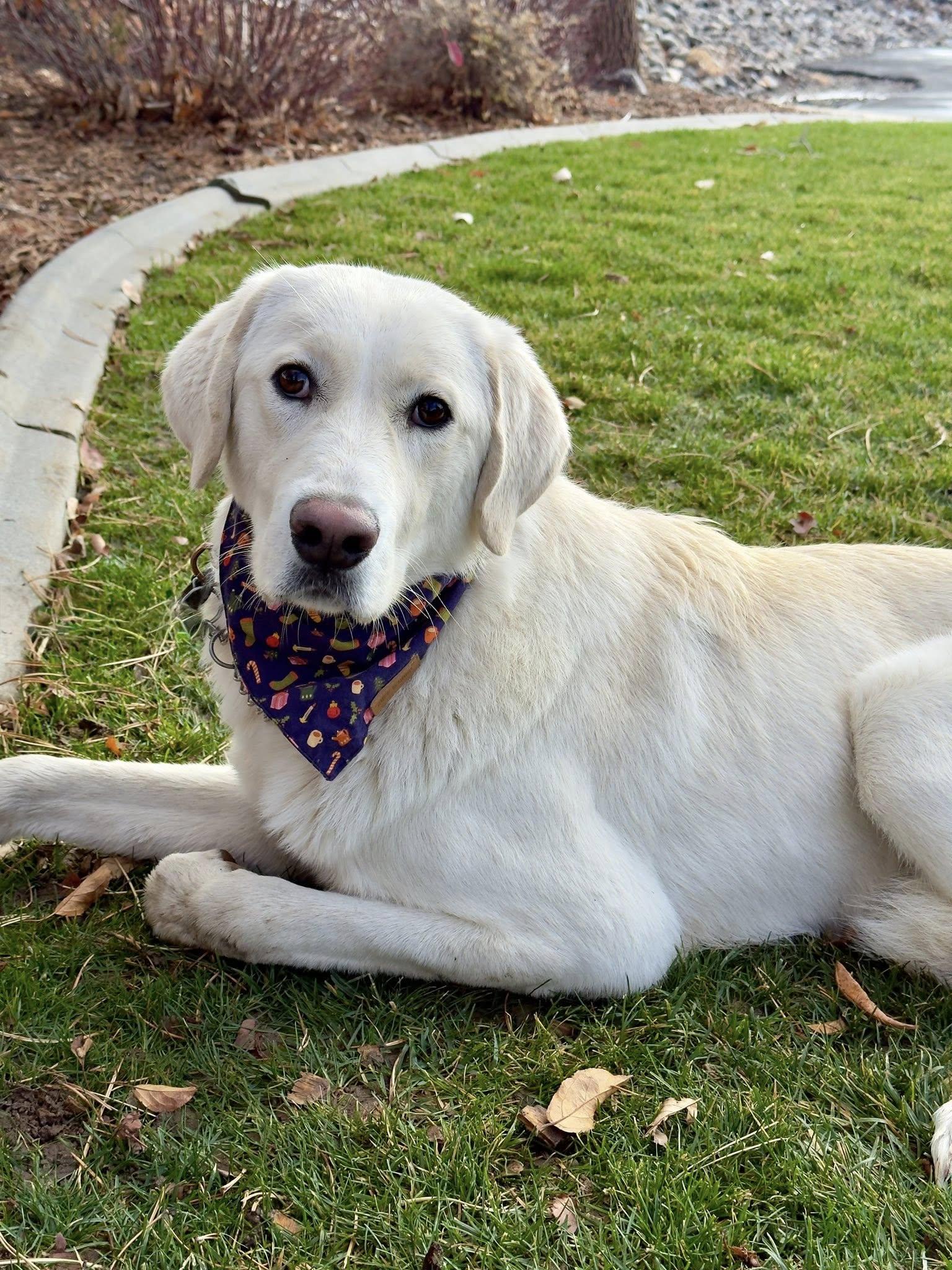 Stan, Adoptable, Young Male Maremma Sheepdog & Akbash.