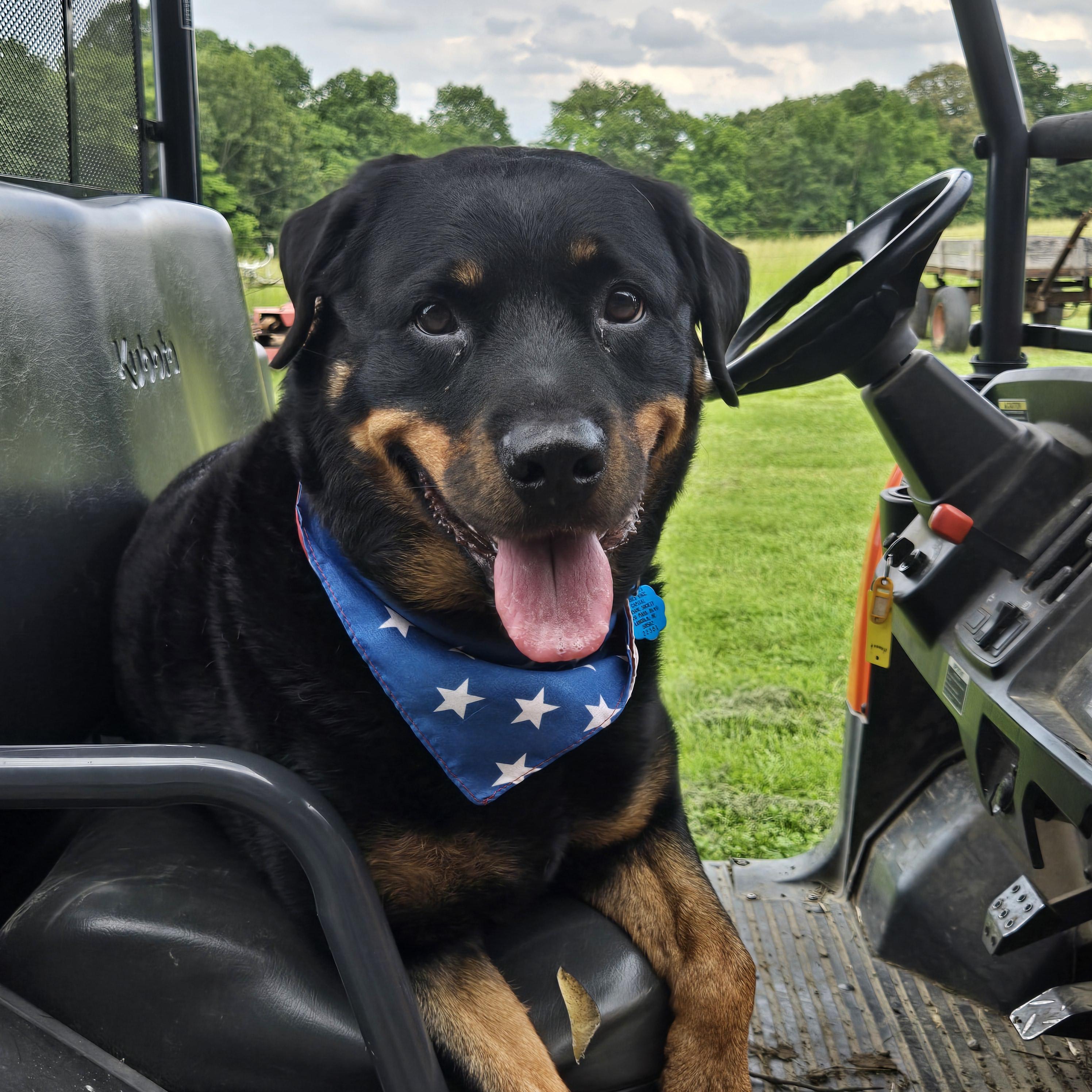 Enlarge Zoey Rae, a Adoptable Rottweiler in Lincoln, NE image 1/6