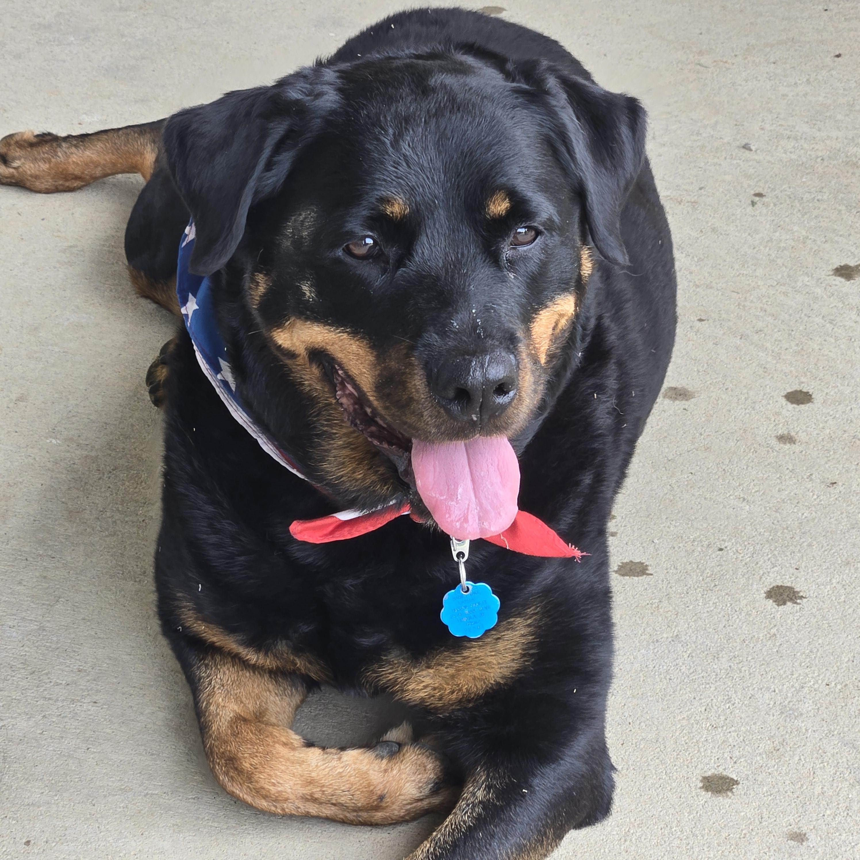 Enlarge Zoey Rae, a Adoptable Rottweiler in Lincoln, NE image 3/6