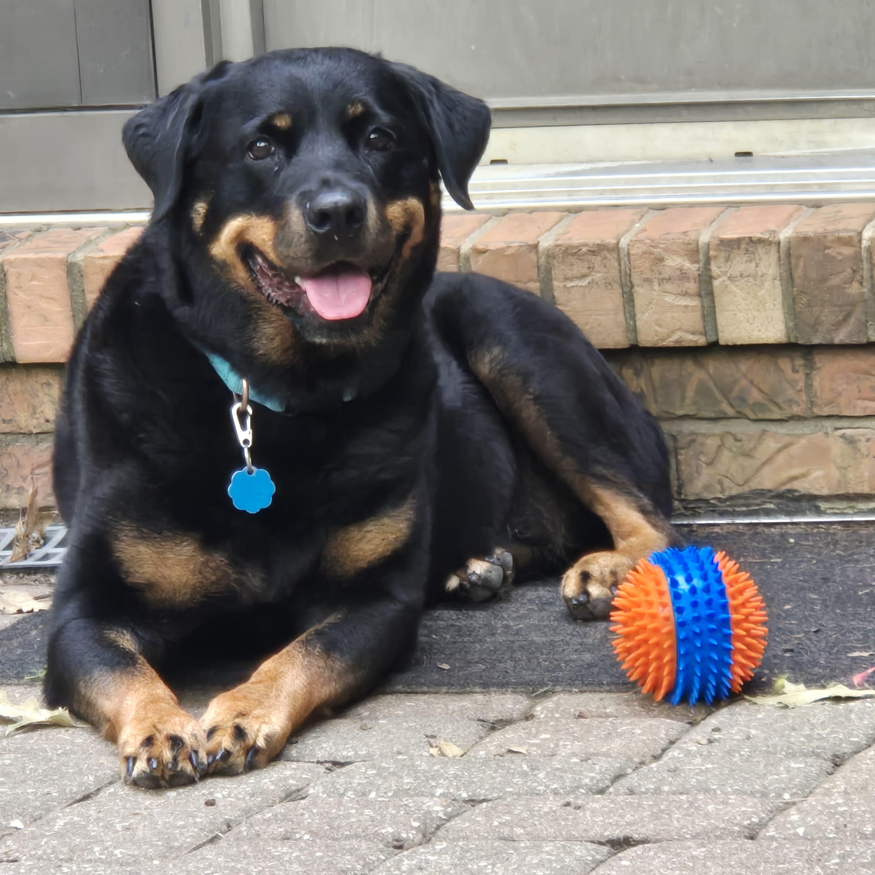 Enlarge Zoey Rae, a Adoptable Rottweiler in Lincoln, NE image 4/6