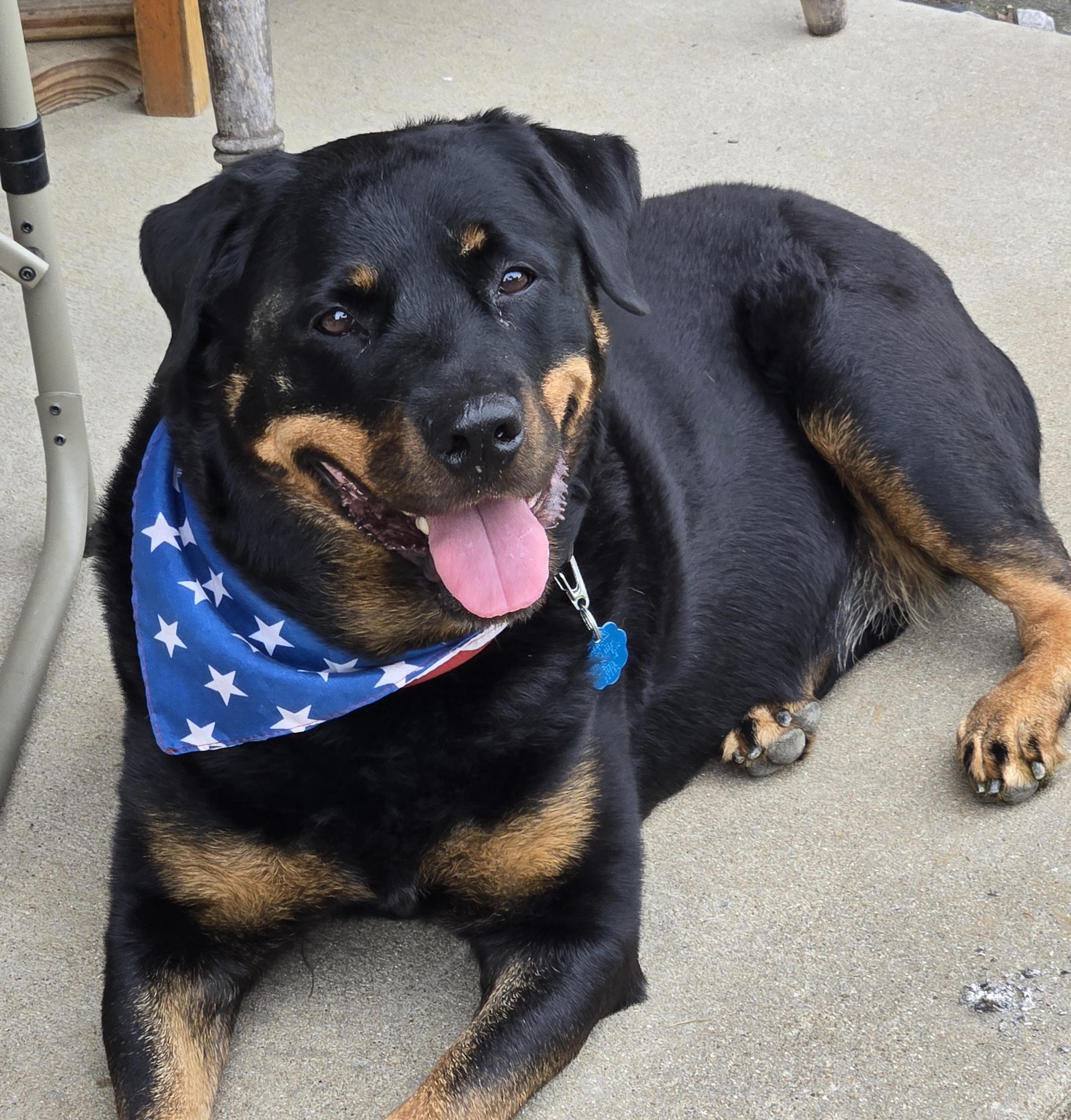 Enlarge Zoey Rae, a Adoptable Rottweiler in Lincoln, NE image 5/6