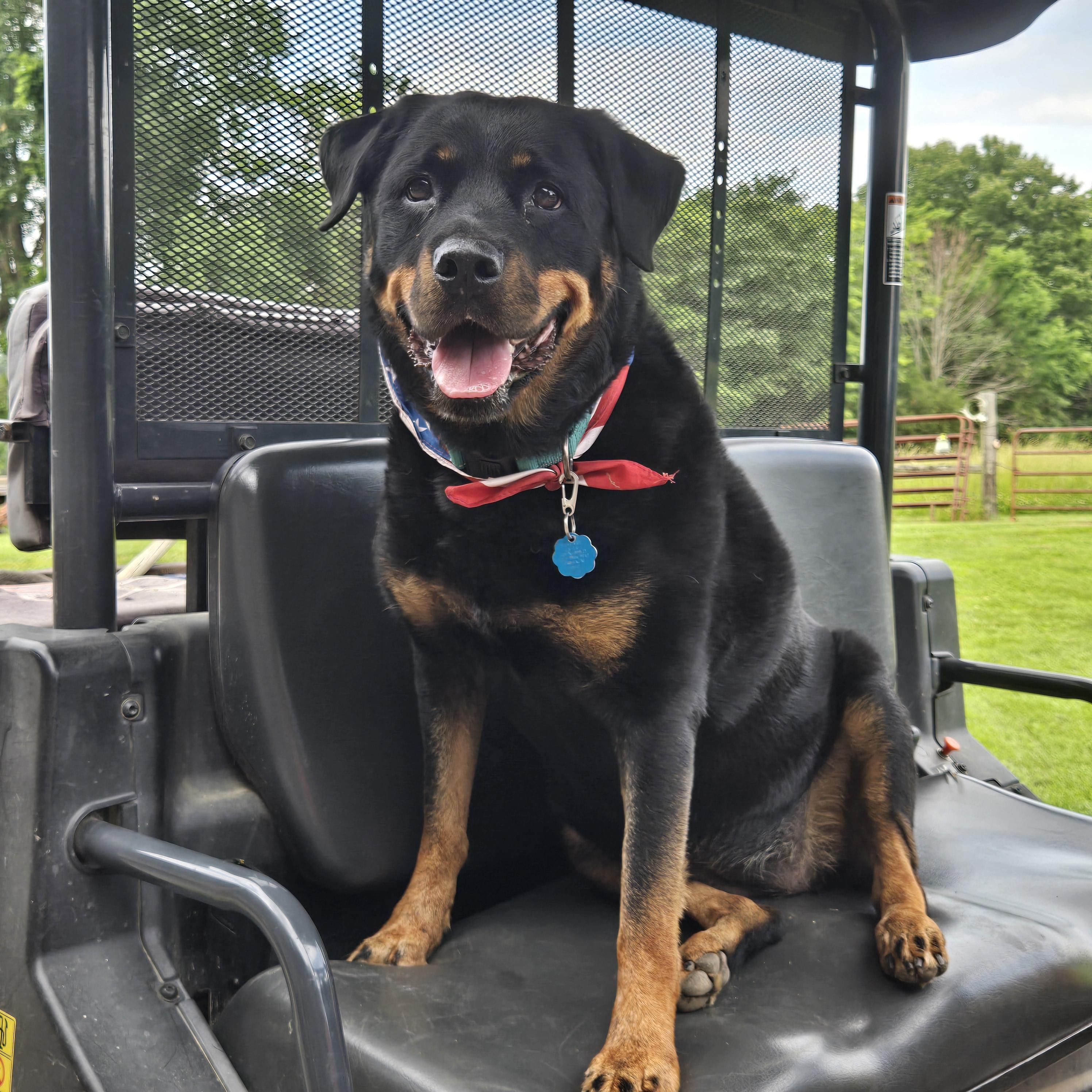 Enlarge Zoey Rae, a Adoptable Rottweiler in Lincoln, NE image 6/6
