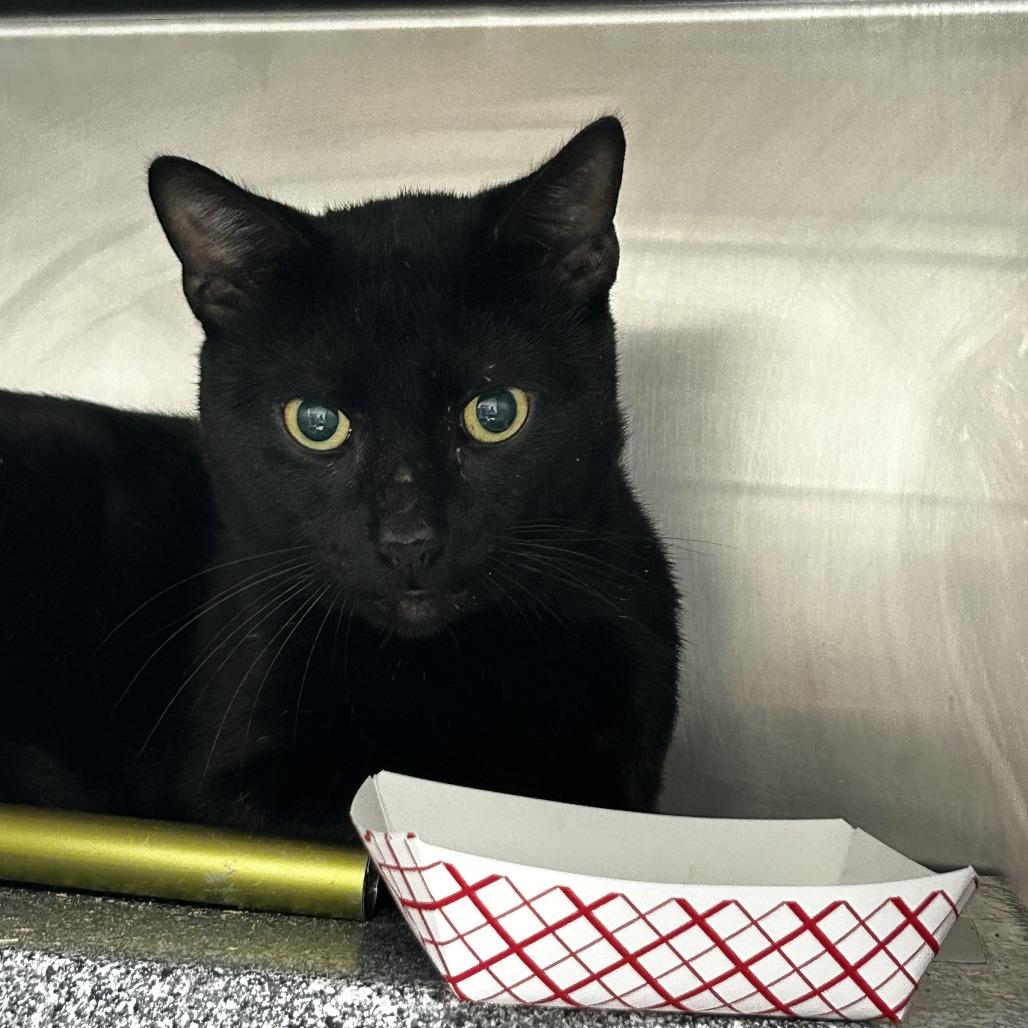 Chorao, Adoptable, Adult Male Domestic Short Hair.