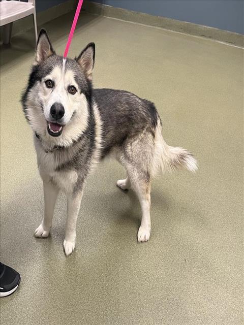 URGENT! HELP ME PLEASE! This DOG -ID#A542915