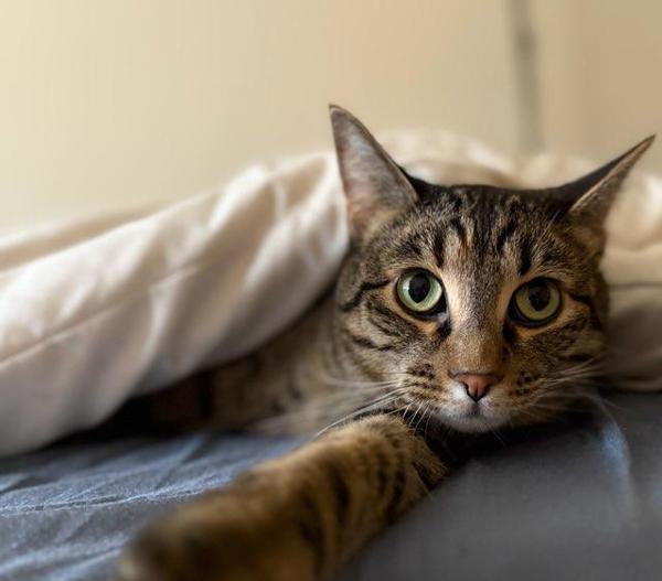 Willow, Adoptable, Adult Female Domestic Short Hair.