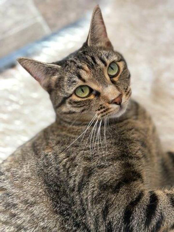 Enlarge Willow, a Adoptable mixed breed in Pocatello, ID image 4/5