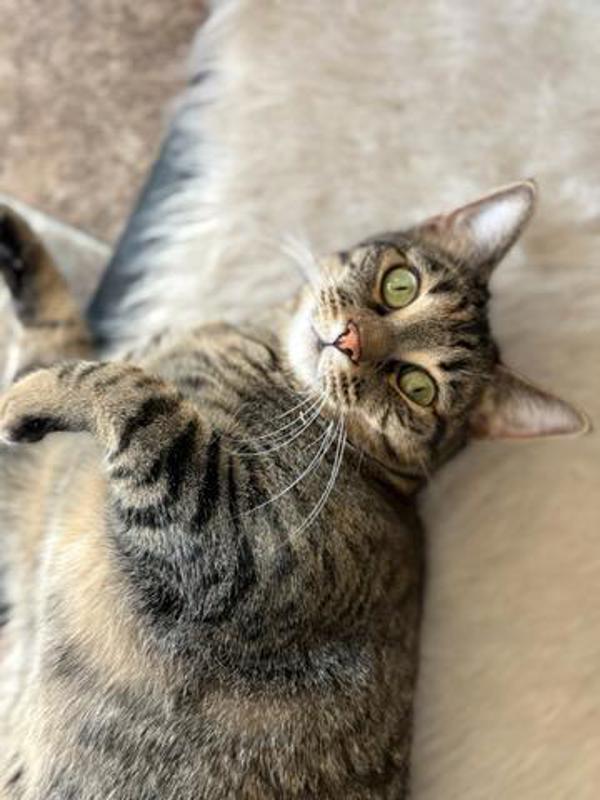 Enlarge Willow, a Adoptable mixed breed in Pocatello, ID image 5/5