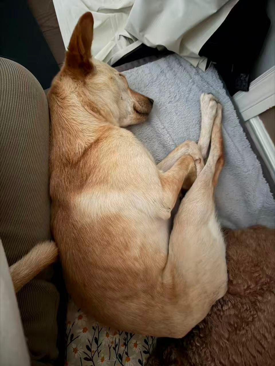 Enlarge Phoebe, a ADOPTABLE Mixed Breed in Markham, ON image 4/4