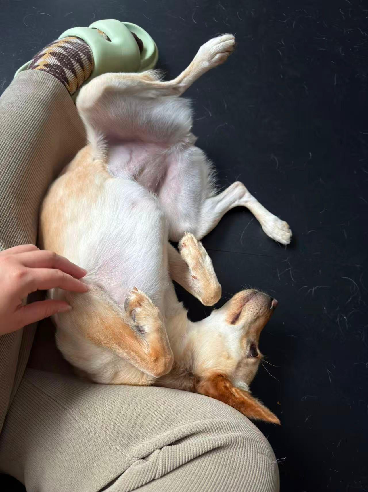 Enlarge Phoebe, a ADOPTABLE Mixed Breed in Markham, ON image 2/4